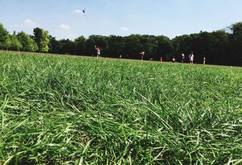 Turf grass New Braunfels